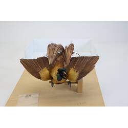 <em>Paradisaea rubra</em>, Red Bird-of-Paradise. [18860]