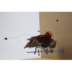 <em>Cicinnurus regius coccineifrons</em>, King Bird-of-Paradise. [B 21490]
