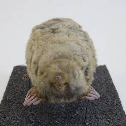 <em>Scalopus aquaticus</em>, Eastern Mole. [C 30204]