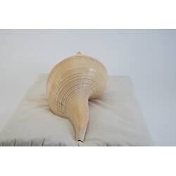 <em>Syrinx aruana</em>, Australian Trumpet Shell. [F 13079]