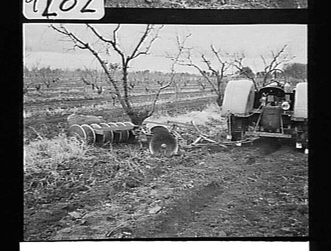 EXP. OFF-SET DISC CULTIVATOR AT WORK IN ORCHARD AT KYABRAM, VIC: JUNE 1943