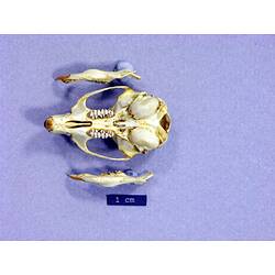 Ventral view of rat lower jaws beside skull.