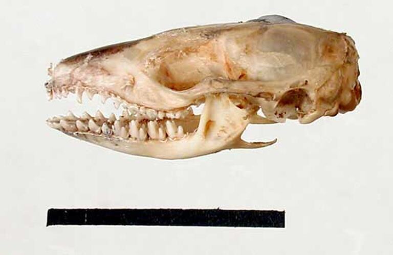 Lateral view of dunnart skull.