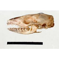 Lateral view of dunnart skull.