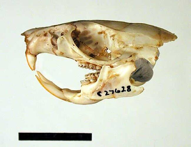 Lateral view of rat skull.
