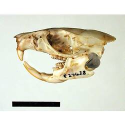 Lateral view of rat skull.