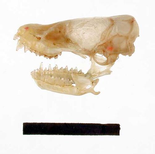 Lateral view of bat skull with scale bar.