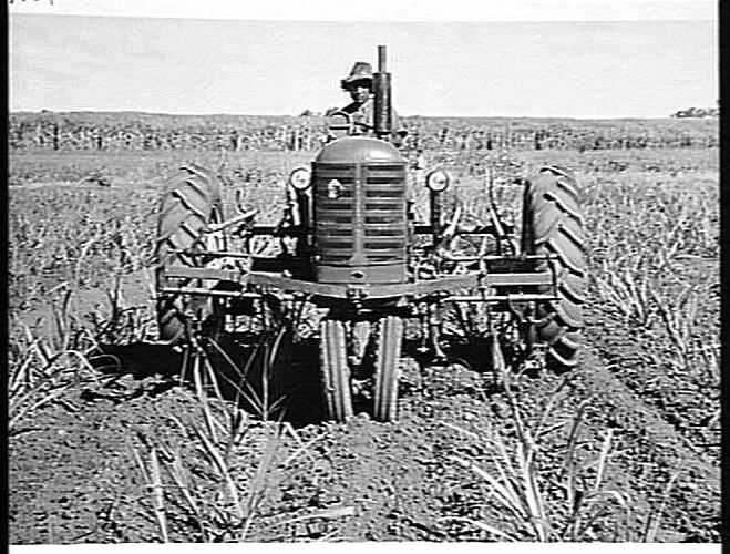 282 CULTIVATOR IN SUGAR CANE, QLD.: AUG 1953