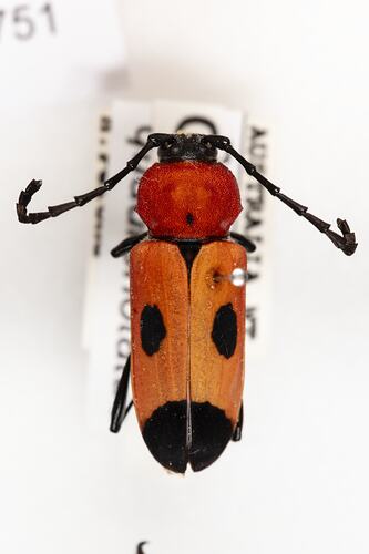 <em>Purpuricenus quadrinotatus</em>, longhorn beetle. [COL 143751]