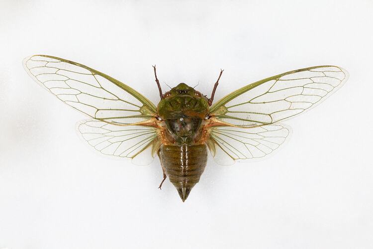 <em>Cyclochila australasiae</em>, Greengrocer. [HEM 496]