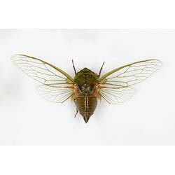 Our Wondrous Planet, Our Wild Family: Dry Specimen - Greengrocer, <em>Cyclochila australasiae</em> (Donovan, 1805)
