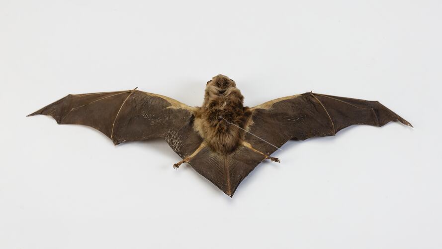 <em>Miniopterus orianae</em>, Australian Long-fingered Bat. [C 1478]