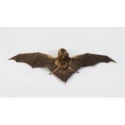 <em>Miniopterus orianae</em>, Australian Long-fingered Bat. [C 1478]