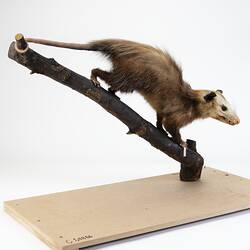<em>Didelphis virginiana</em>, Virginia Opossum. [C 28888]