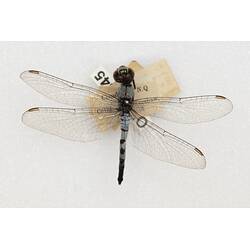 Our Wondrous Planet, Our Wild Family: Dry Specimen - Palemouth, <em>Brachydiplax denticauda</em> (Brauer, 1867)