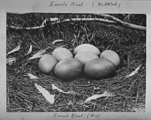 Emu's Nest (Dry)
