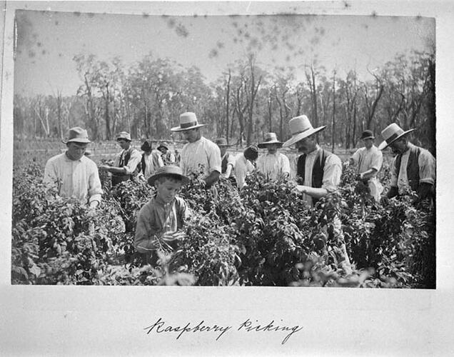 Raspberry picking