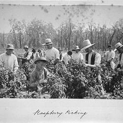 Photograph - Raspberry Picking, by A.J. Campbell, Upper Yarra, Victoria, 1895-1896