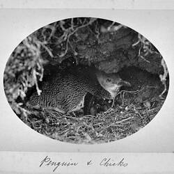 Photograph - 'Penguin & Chicks', by A.J. Campbell, Phillip Island, Victoria, Nov 1902