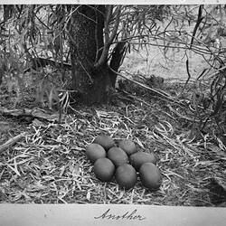Photograph - 'An Emu's Nest', by A.J. Campbell, Riverina, New South Wales & Victoria, Jun 1895