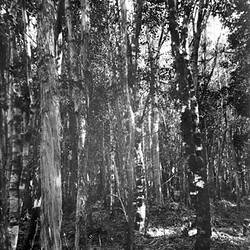 Photograph - Stand of Young Trees of Mixed Species, New Zealand (?), 1906