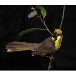 <em>Lichenostomus melanops cassidix</em>, Helmeted Honeyeater. [59780]