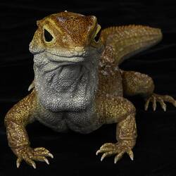<em>Sphenodon punctatus</em>, Tuatara, model. [D 76377]