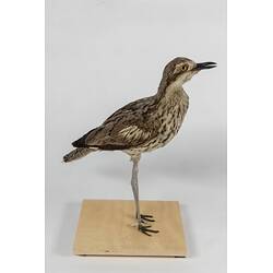 <em>Burhinus grallarius</em>, Bush Stone-curlew. [22154]