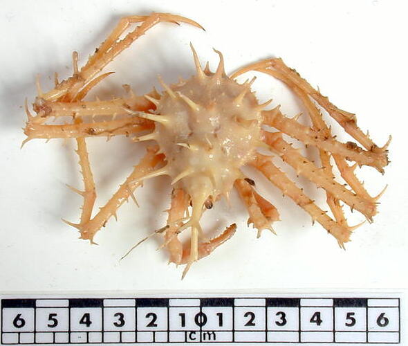 Dorsal view of king crab specimen beside scale bar.
