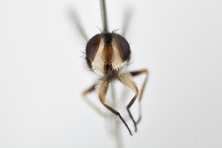 Head front view of pinned blowlfy specimen.