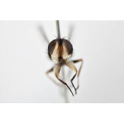 Head front view of pinned blowlfy specimen.