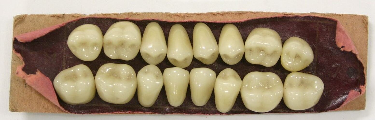 Set of artificial teeth (cuspids and molars).