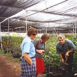 Digital Photograph - Citrus Nursery Tour, Women on Farms Gathering, Swan Hill, 1995