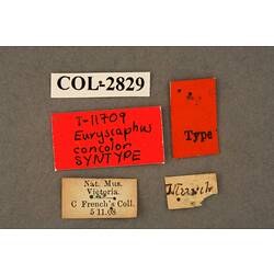 Entomology type specimen labels.