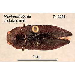 Jewel beetle specimen, male, dorsal view.
