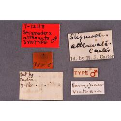 Entomology type specimen labels.