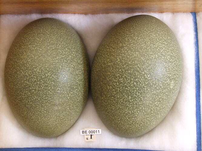 Detail of two bird eggs with specimen label.