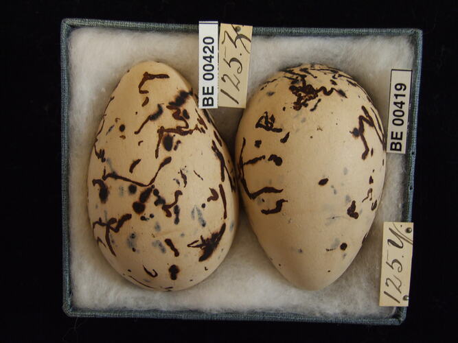 Two bird eggs with specimen labels in box.