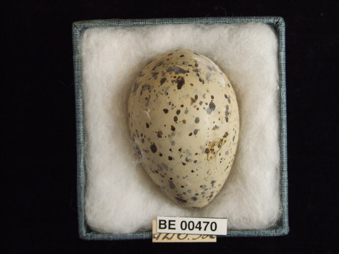 Bird egg with specimen labels in box.