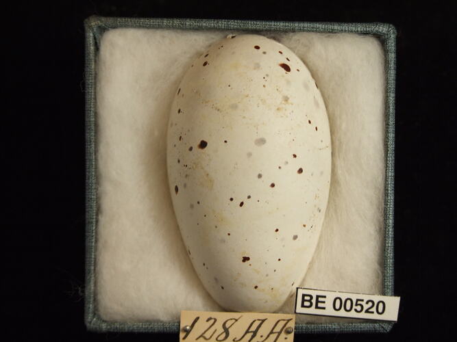 Bird egg with specimen labels in box.
