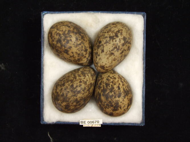 Four bird eggs with specimen labels in box.