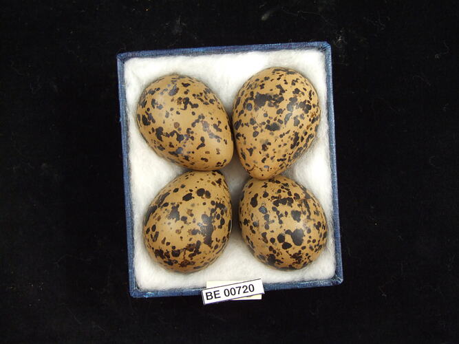 Four bird eggs with specimen labels in box.