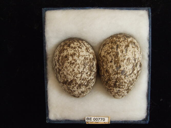 Two bird eggs with specimen labels in box.