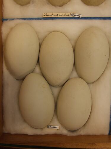Close up of five bird eggs in drawer.