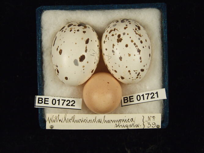 Three bird eggs with specimen labels in box.