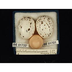 <em>Cuculus pallidus</em>