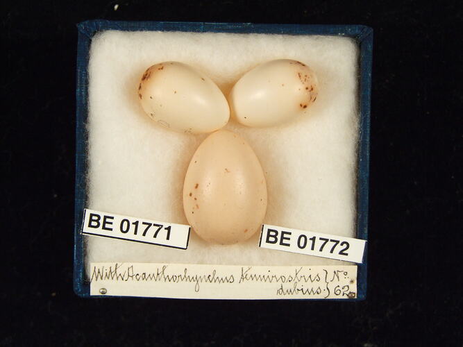 Three bird eggs with specimen labels in box.