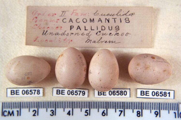 Four bird eggs with specimen labels beside ruler.