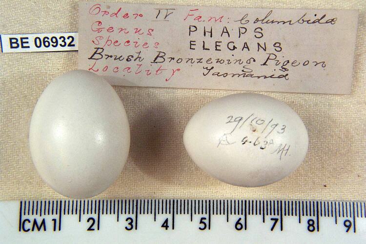 Two bird eggs and specimen labels beside ruler.