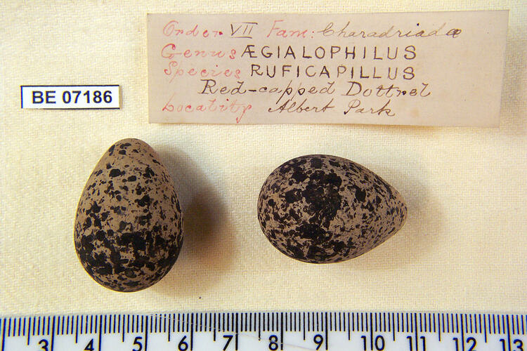 Two bird eggs with specimen labels beside ruler.